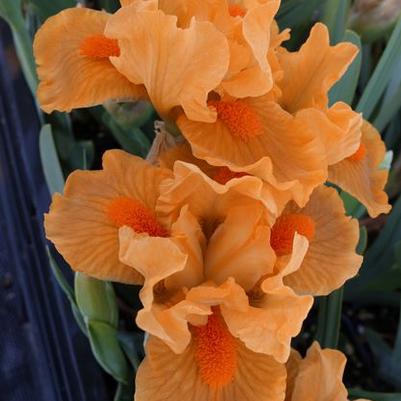 Iris pumilla Orange