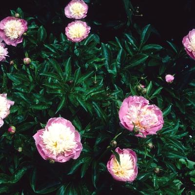 Paeonia Garden Peony Bowl of Beauty
