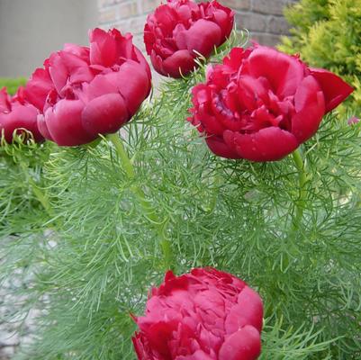 Paeonia tenuifolia Rubra Plena