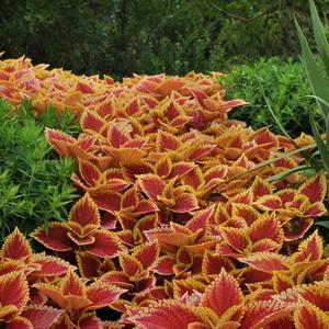 Coleus Trusty Rusty