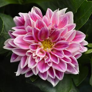 Dahlia Dahlietta® Louise