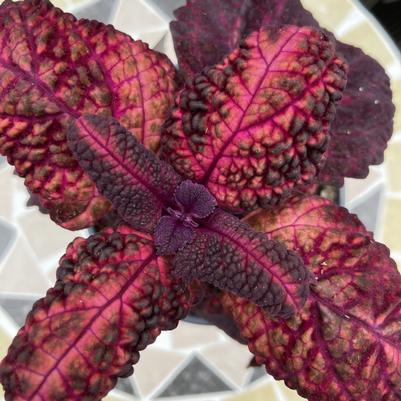 Coleus Flamingo