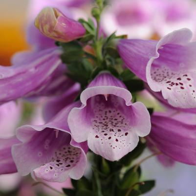 Digitalis Dalmatian Rose
