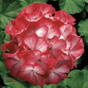 Geranium - Seed Ringo 2000™ Scarlet Star