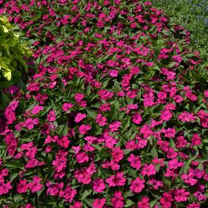 Impatiens Solarscape™ Neon Purple