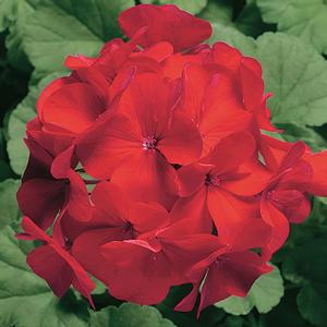Geranium - Seed Ringo 2000™ Cardinal