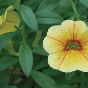 Calibrachoa MiniFamous® Uno Yellow Red Vein