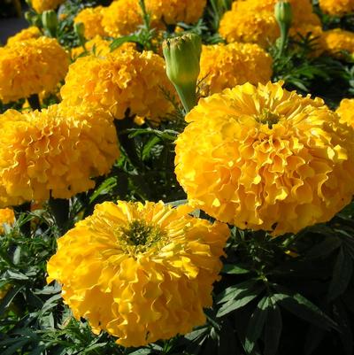 Marigold Bali Gold