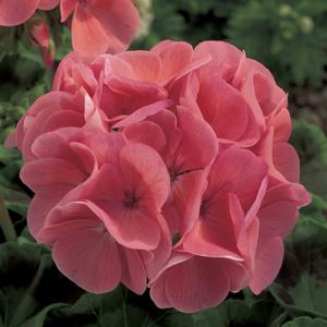 Geranium - Seed Maverick Salmon