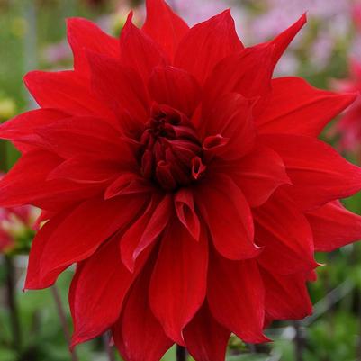 Dahlia Babylon Red