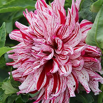 Dahlia Bristol Stripe