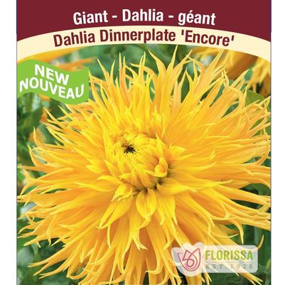 Dahlia Fringed Encore
