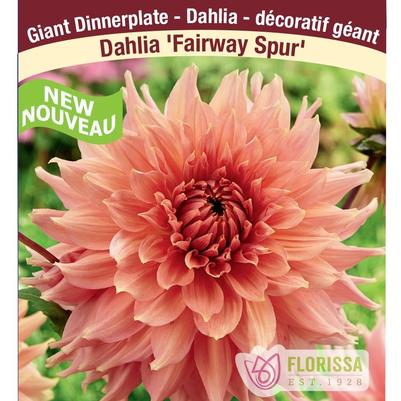 Dahlia Fairway Spur
