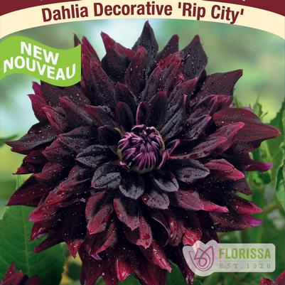 Dahlia Rip City