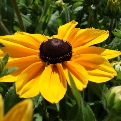 Rudbeckia Sunspot Gold