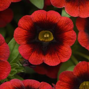 Calibrachoa Cha-Cha™ Red Kiss