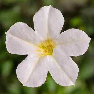 Petunia Itsy™ White