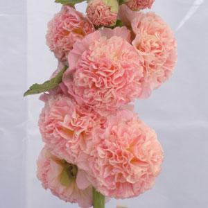 Alcea rosea Chater's Salmon Pink