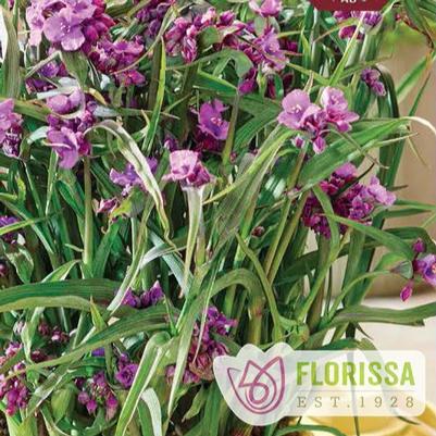Tradescantia JS Brainstorm