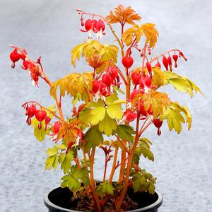 Dicentra spectabilis Ruby Gold