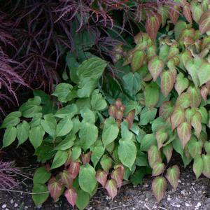 Epimedium x rubrum 