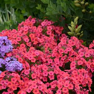 Phlox paniculata Flame® Coral