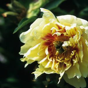 Paeonia Prairie Charm