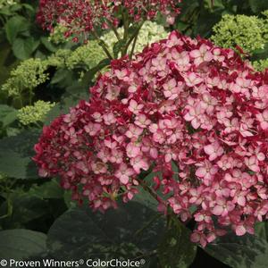 Hydrangea arborescens Invincibelle® Ruby