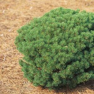 Pinus mugo Mops