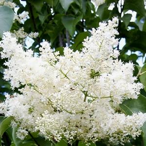 Syringa reticulata Ivory Silk
