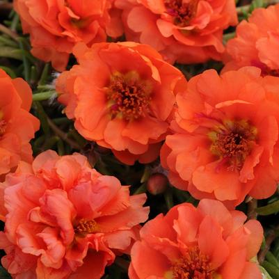 Portulaca Happy Hour&trade; Orange