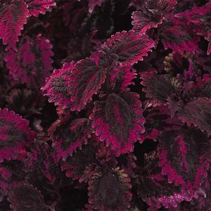 Coleus Florida Sun Rose