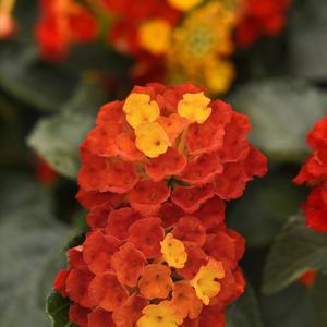 Lantana Shamrock™ Red