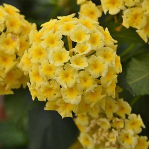 Lantana Shamrock™ Butterscotch Glow