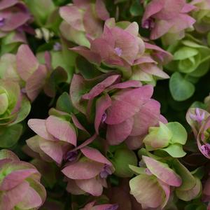 Ornamental Oregano Origanum Kirigami