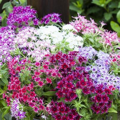 Phlox drummondii Popstars Mix 