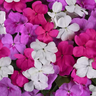 Impatiens Beacon™ Chicago Mix