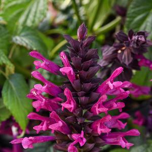 Salvia Plum Crazy