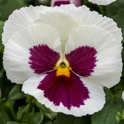 Pansy Spring Grandio White with Rose Blotch