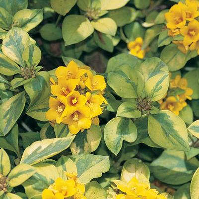 Lysimachia congestiflora Variegated 