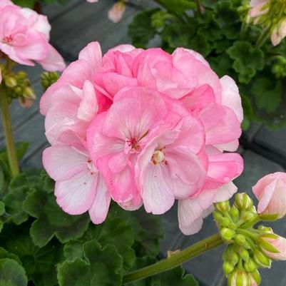 Geranium (Zonal) Sunrise™ Appleblossom 25