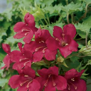 Lophospermum Lofos® Wine Red