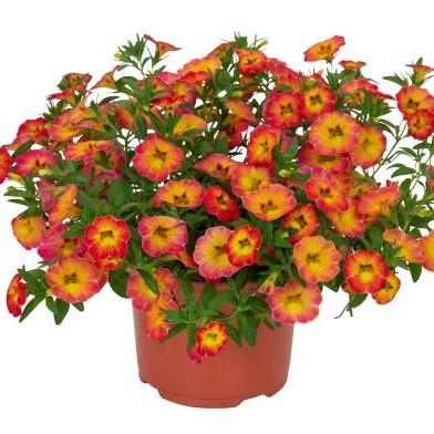 Calibrachoa Rainbow Orange Oasis