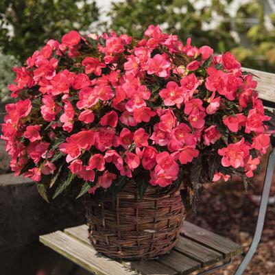 Begonia I'conia First Kiss Hot Pink