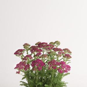 Achillea millefolium Milly Rock™ Rose