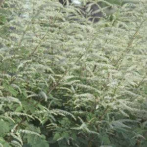 Aruncus Misty Lace