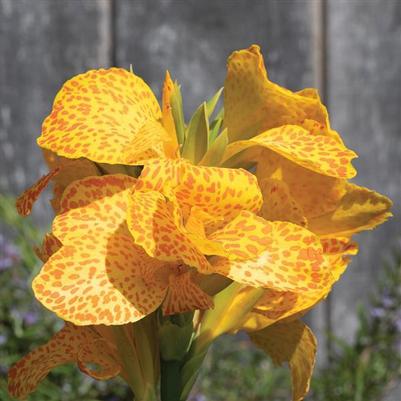 Canna Cannova® Gold Leopard