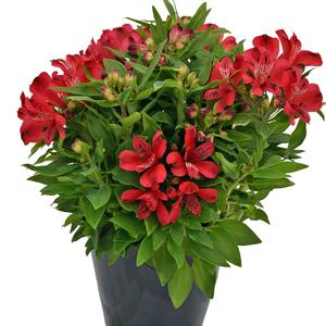 Alstroemeria Inca Lolly™