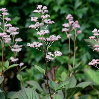 Rodgersia pinnata Superba