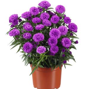 Aster novi-belgii Showmakers® Pretty Pink